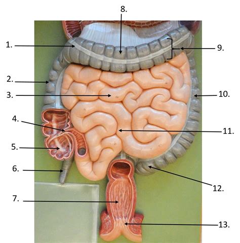gi tract model diagram quizlet