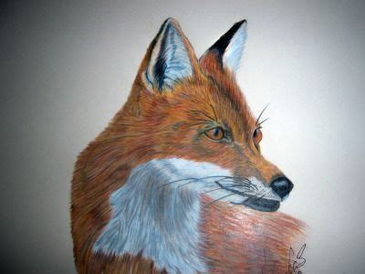 Animal Drawings In Color | Animal drawings, Animals, Colorful drawings