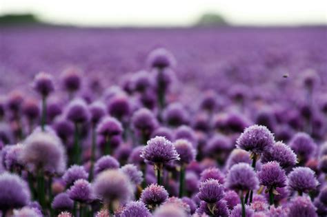 50 000+ Violet banque d’images et photos libres de droit