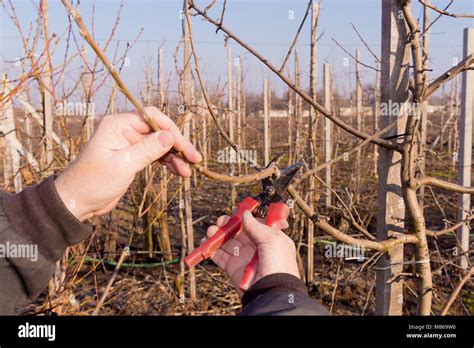 Sweet cherry tree pruning hi-res stock photography and images - Alamy