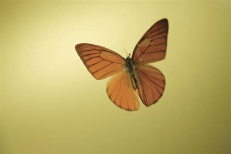 high  butterfly fly  answers