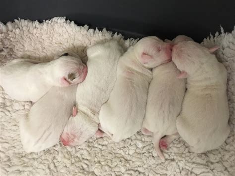 Edinburgh Dog and Cat Home - December Update - Vegware Community Fund Blog