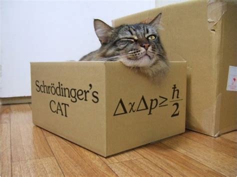 Коты Шредингера (подборка): quantuz — LiveJournal