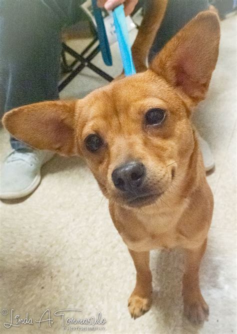 precious capital district humane association
