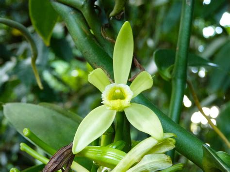 How To Make Vanilla Plant Flower at Johanna Reed blog