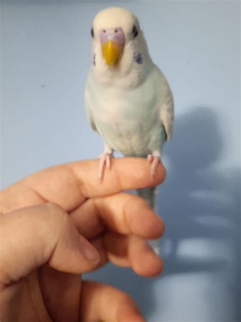 why is parrot losing hair safely 4