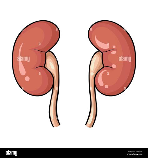 Human kidneys icon in cartoon style isolated on white background. Human organs symbol vector ...