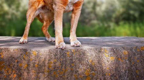 bagle basset hound mix pictures az animals