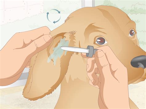 4 Ways to Clean Your Dog's Ears During a Yeast Infection - wikiHow
