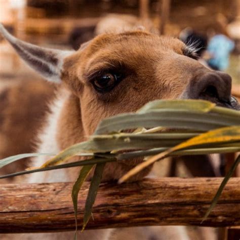 learning quechua  guide  beginners