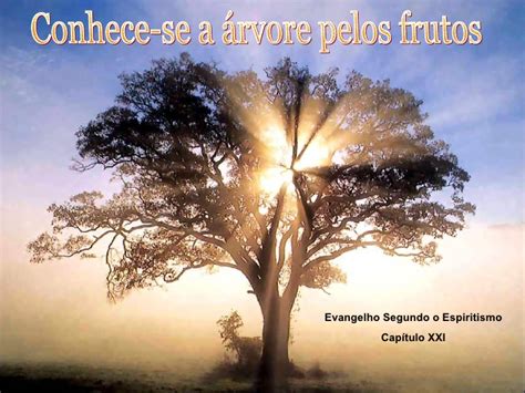 A Arvore Se Conhece Pelo Fruto - ESPIRITISMO EVANGELHO: 108 Conhece-se a Árvore Pelo Fruto
