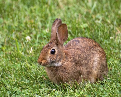 Brown Bunny (Eastern Cottontail)
