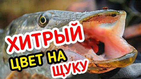 Рыбалка на ДЕШЁВЫЙ силикон и СВИНЕЦ Фанатик!!! Рабочий монтаж на Щуку ...