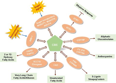 Frontiers | Cytochrome b5: A versatile electron carrier and regulator ...