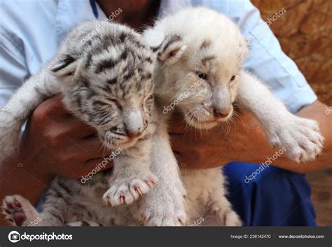 Tiglon Cubs