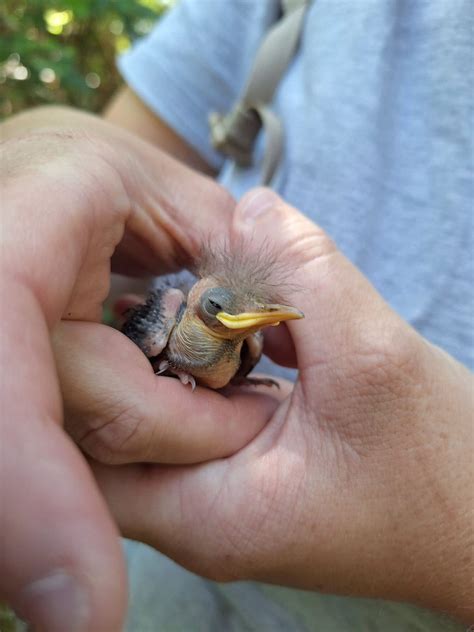 Vital boost for endangered stitchbird as 277 new babies join population