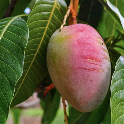 Tommy Atkins Mango