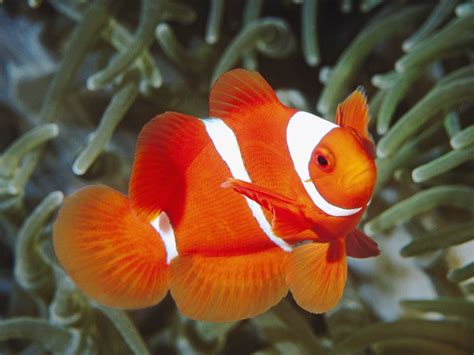 Clown Fish | Info and New Photos-Images | The Wildlife
