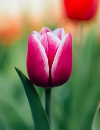 McNabb Funeral Home Pocahontas AR: Remembering Our Loved Ones - 7wkyw9i
