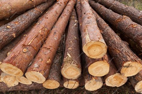 pozyskiwanie drewna sosnowego  produkcji desek  innej tarcicy