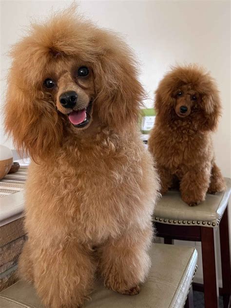 Poodle Puppies For Sale In Michigan