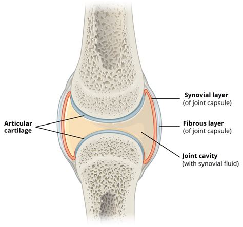 Anatomy of Synovial Joint - Capsule - Ligaments - TeachMeAnatomy