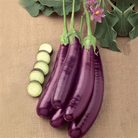 Cà tím dài – Thực phẩm Ánh Nhi