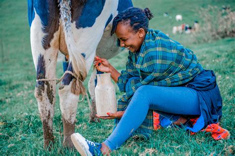 Woman Milking Cow · Free Stock Photo