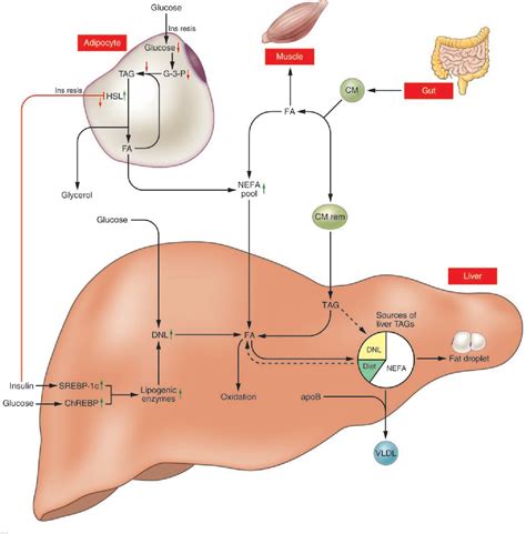 contribution  adipose tissue  de novo lipogenesis