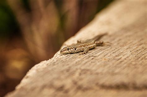 Photo of a Red Salamander on a Wet Ground with GravelFree Stock Photo