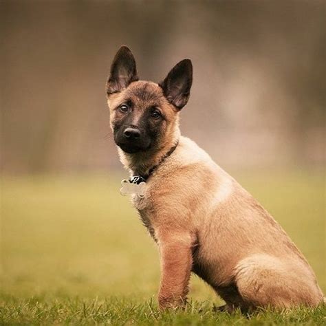 Stream Training of Belgian Malinois puppies- Wolfsbane K9 by wolfsbanek ...