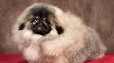 Pekingese Dog Lifespan - Pekingese Central