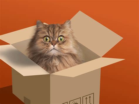 Cat Is In The Box - Cat In A Box Experiment | Schrodinger’s cat – ELZYL