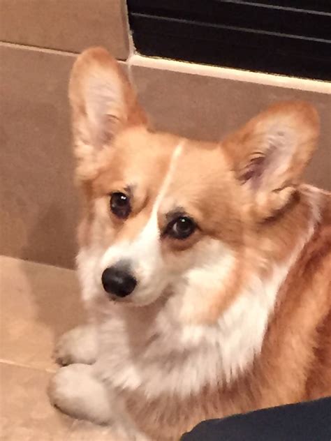 Vesemir the Corgi - Got a nail trim, bath, and brushing today! Looking