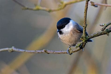 Willow Tit: Facts, Song & Diet (The Definitive Guide) - Bird Nature