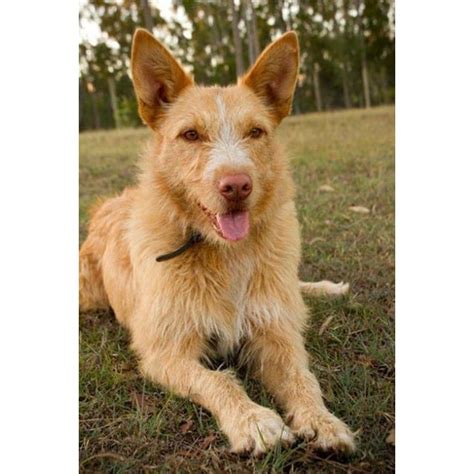 meika large female australian cattle dog  irish wolfhound mix dog  qld petrescue