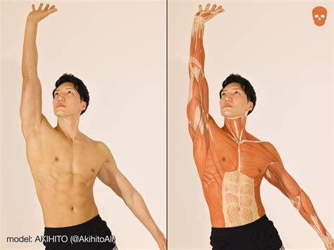 anatomy tutorials atartanatomylab   anatomie anatomie kunst