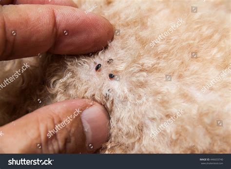 Where Do Mites Come From Dogs