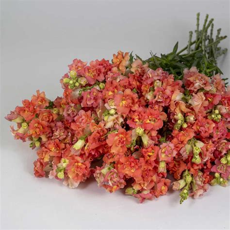Bulk Snapdragon Seeds - Madame Butterfly Bronze White | Bulk Wildflowers
