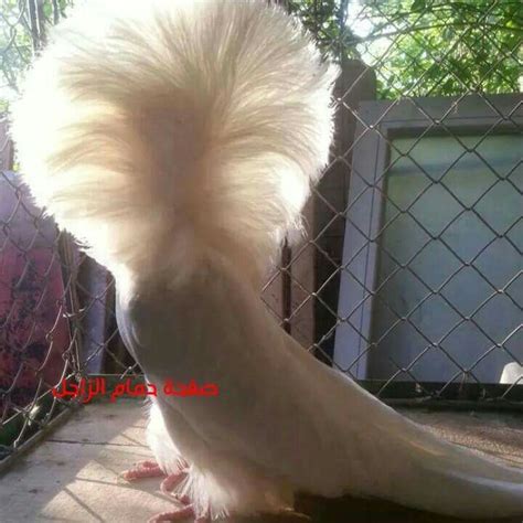 ‫حمام الزينة - Home | Facebook‬