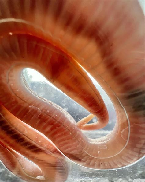 copperhead? (texas) : r/snakes