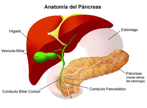 Pra Que Serve O Pancreas - O Que É O Pancreas – Pâncreas: Anatomia, função, irrigação e inervação ...