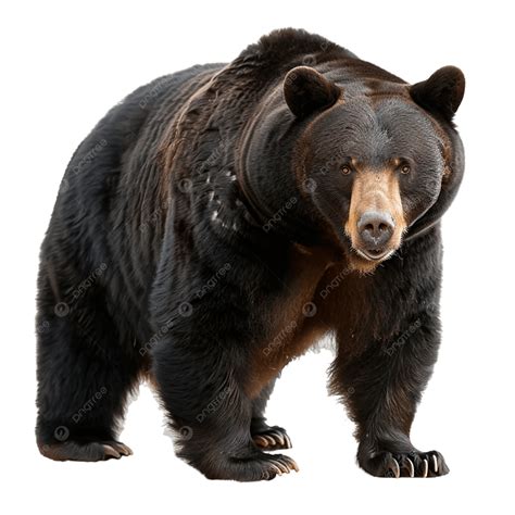 A Big Black Brown Bear, Big Black Brown Bear, Wild Bear, Brown Bear PNG