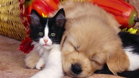 🔥 [70+] Dog HD Wallpapers 1920x1080 | WallpaperSafari