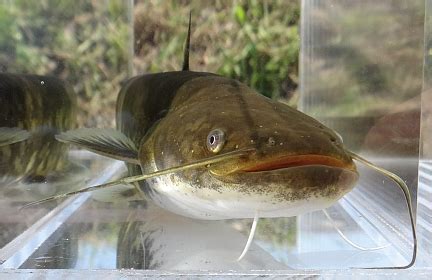 日本淡水魚 ナマズ