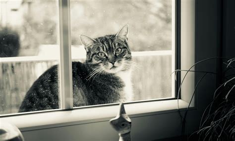 Grayscale Photography of Cat Outside Glass Sliding WindowFree Stock