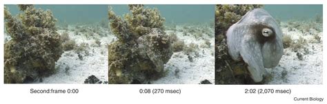 Cephalopod dynamic camouflage: Current Biology