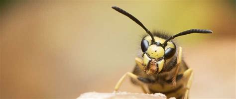 The Best Yellow Jackets Sting Treatments - Alpine Farms Bee Removal