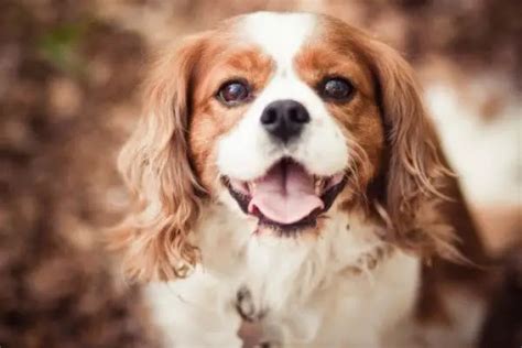 cavalier king charles spaniel  cocker spaniel full breed comparison