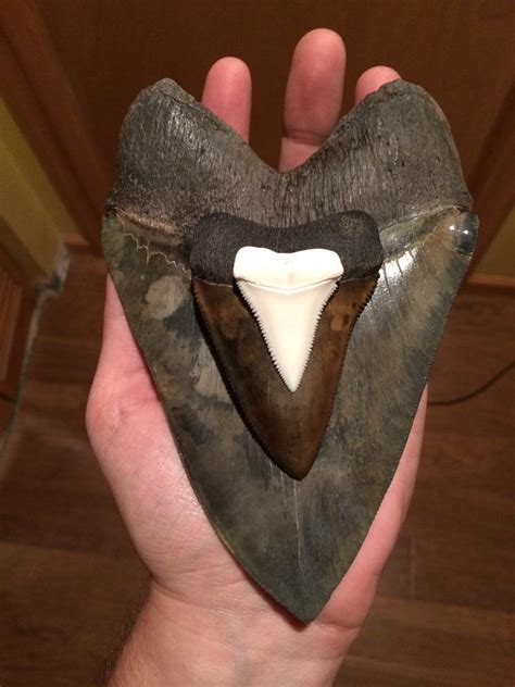 megalodon-teeth: A Megalodon tooth size... - FossilEra Tumblr Blog